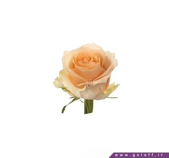 سایت فروش گل و گیاه - گل رز هلندی مجیک آوالانچ - Rose | گل آف